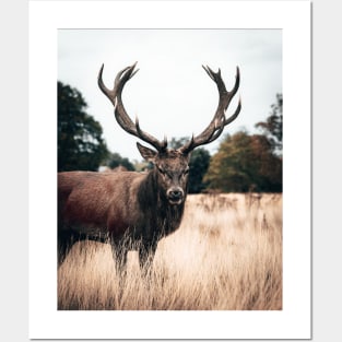 Deer Stag Posters and Art